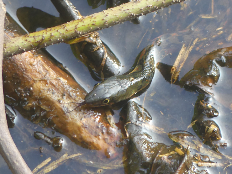 Užovka Xenochrophis trianguligerus