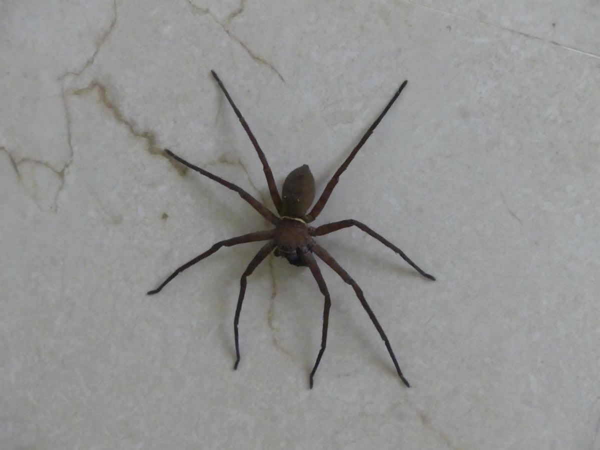 Maloočka (Heteropoda asi maxima)
