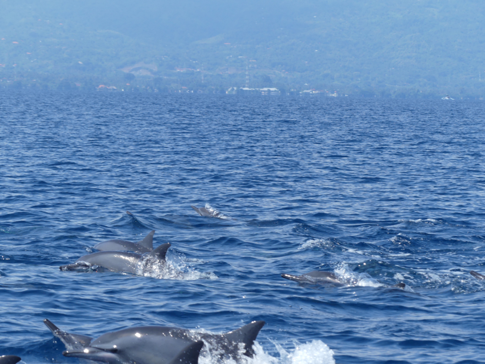 Balíci na Bali část 2. Balíci na Bali část 2.