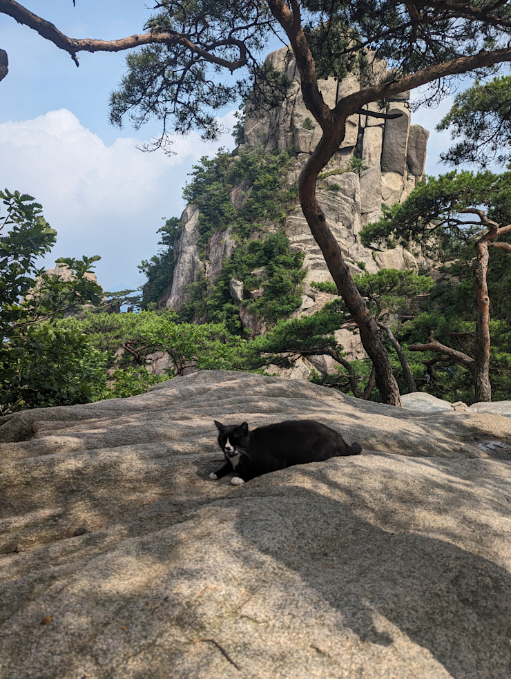 Divoká kočka! Divoká kočka!