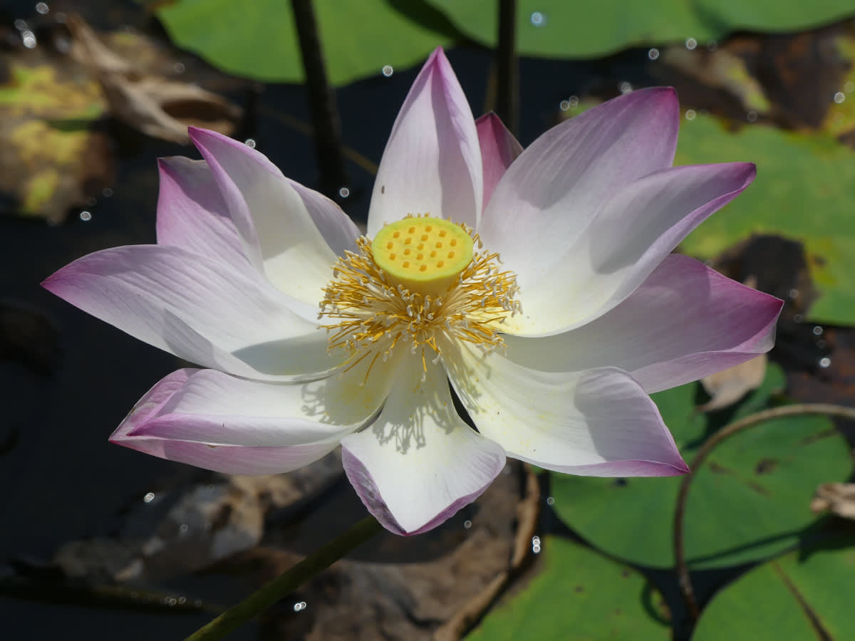 Lotus