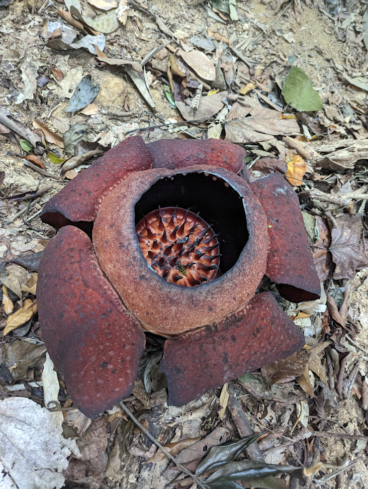 Umírající Raflézie Umírající Raflézie