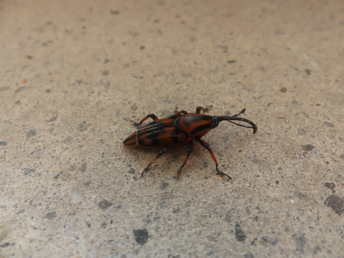 Brouk nosatec z  podčeledi Dryophthorinae