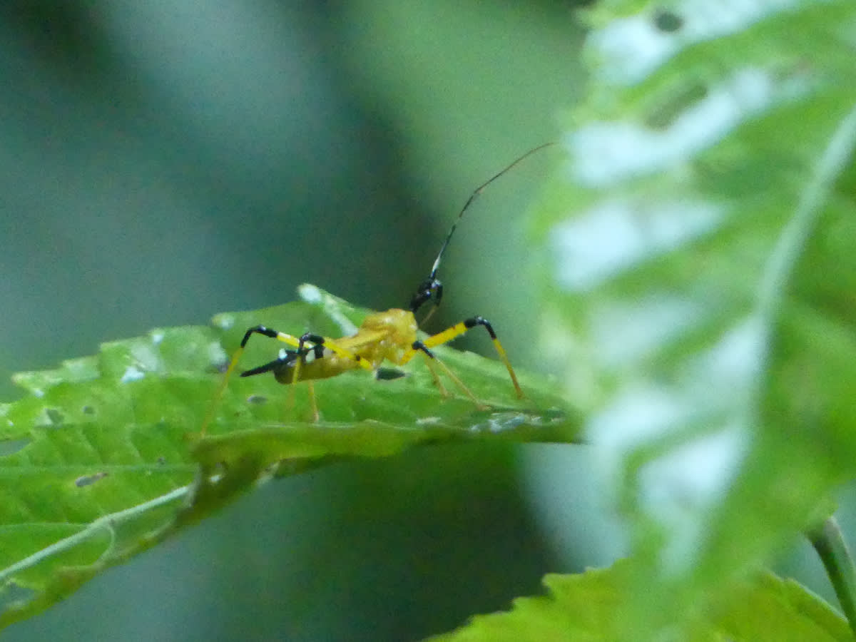 Nymfa ploštice rodu Cosmolestes