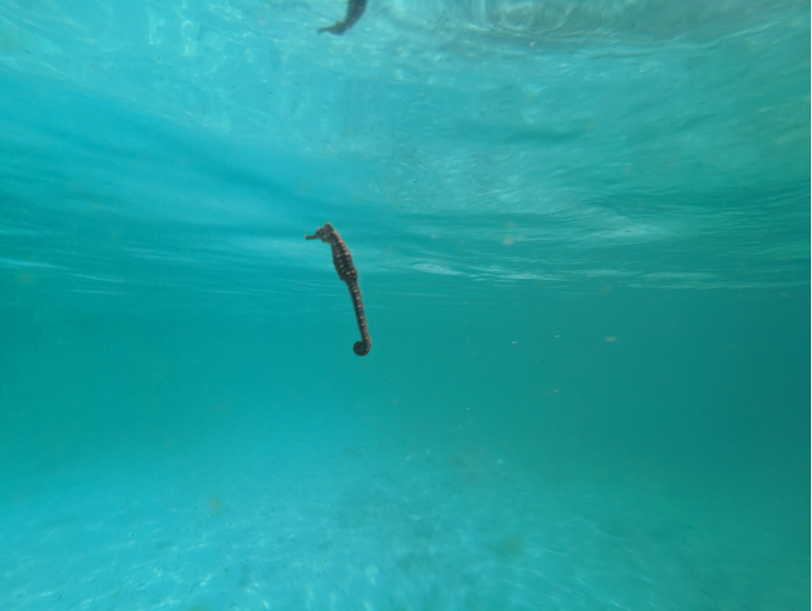 Mořský koník Mořský koník