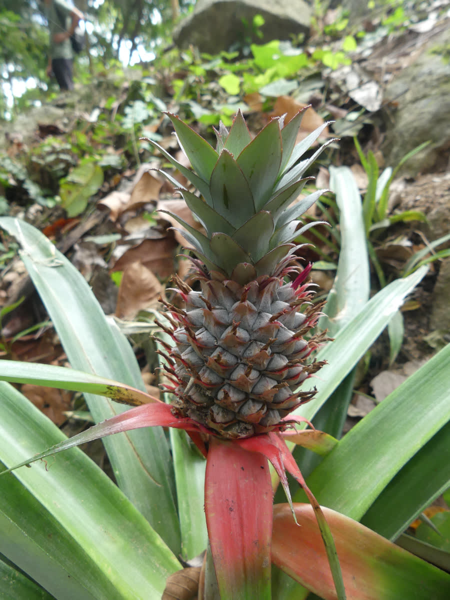 Miniananas