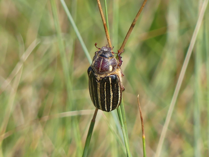 Polyphylla decemlineara