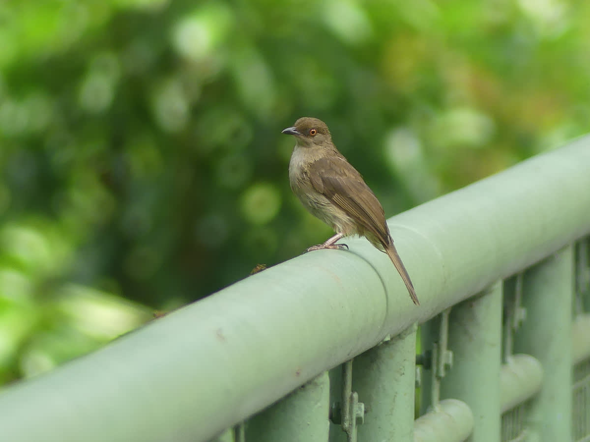 Bulbul hnědý