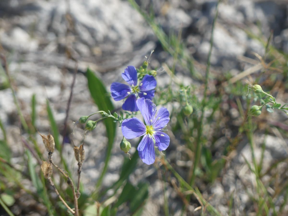 Len (Linum lewisii)
