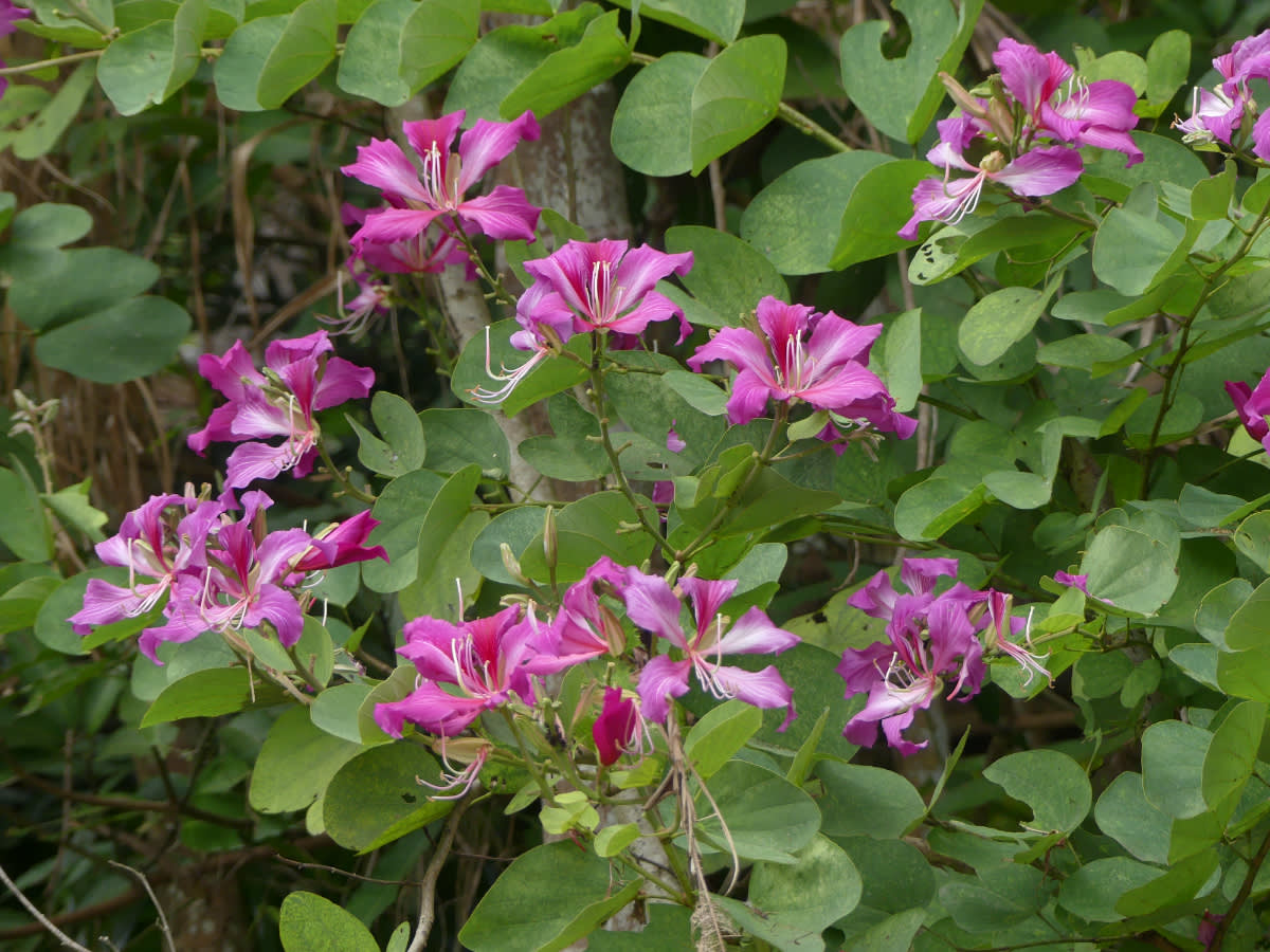 Bauhinia blakeana