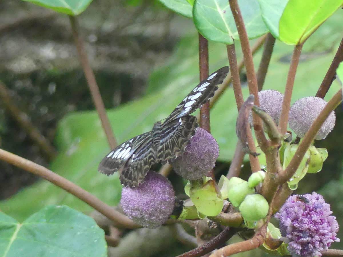 Babočka Parthenos sylvia borneensis