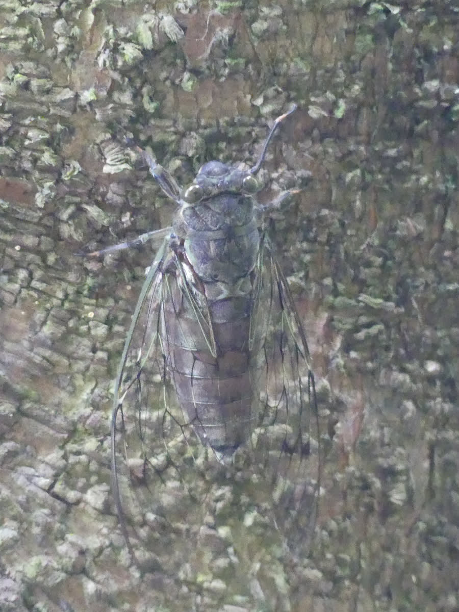 Cikáda Meimuna opalifera