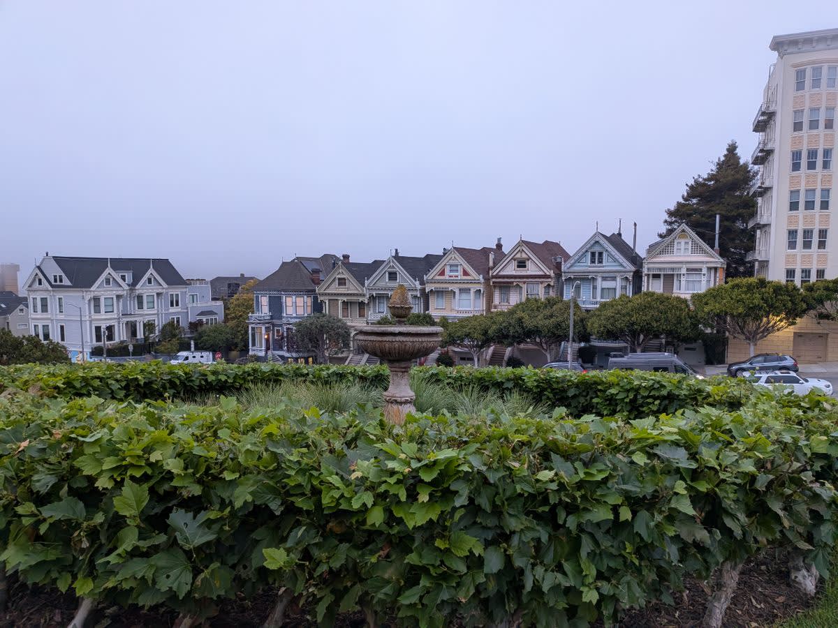 Painted Ladies