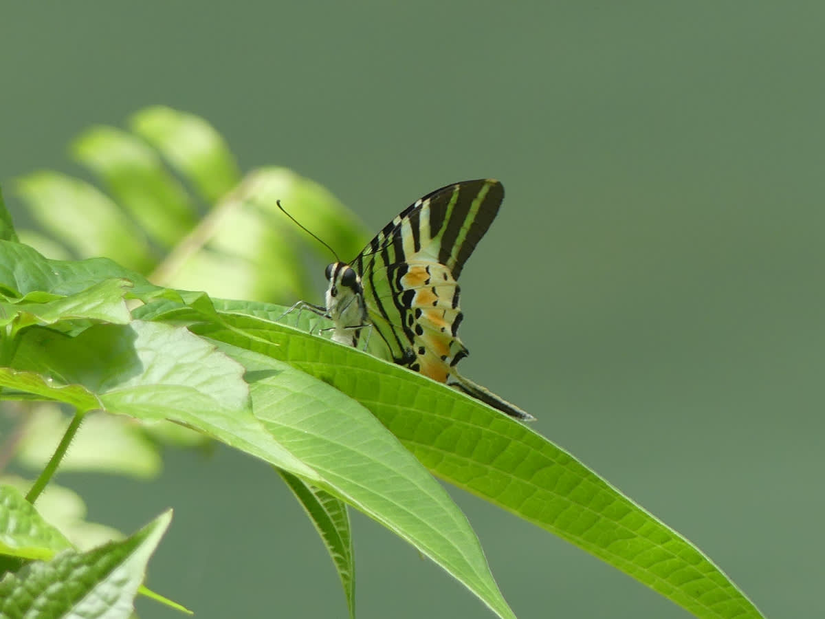 Otakárek Graphium antiphates