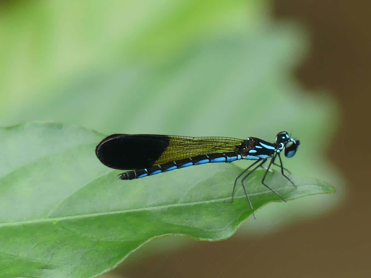 Vážka asi heliocypha perforata