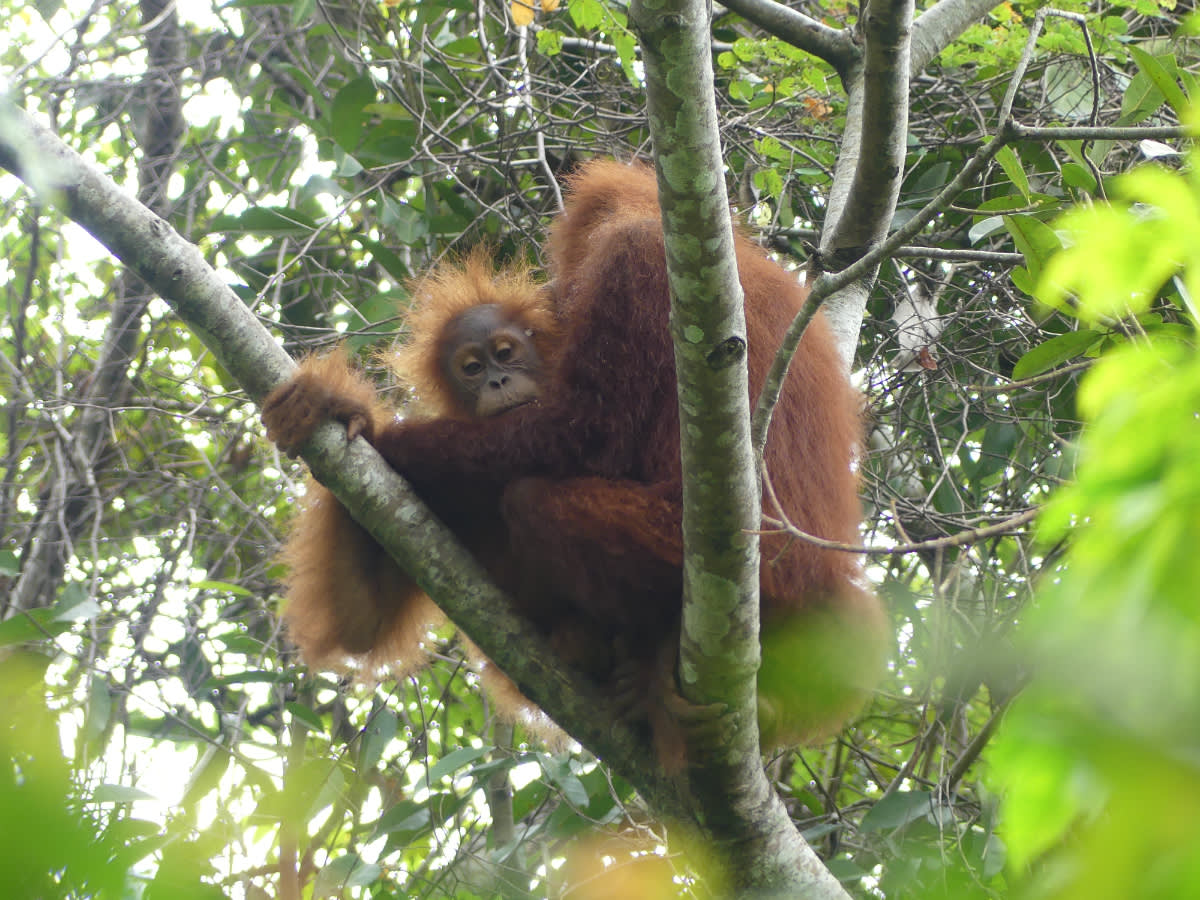 Orangutan sumatérský