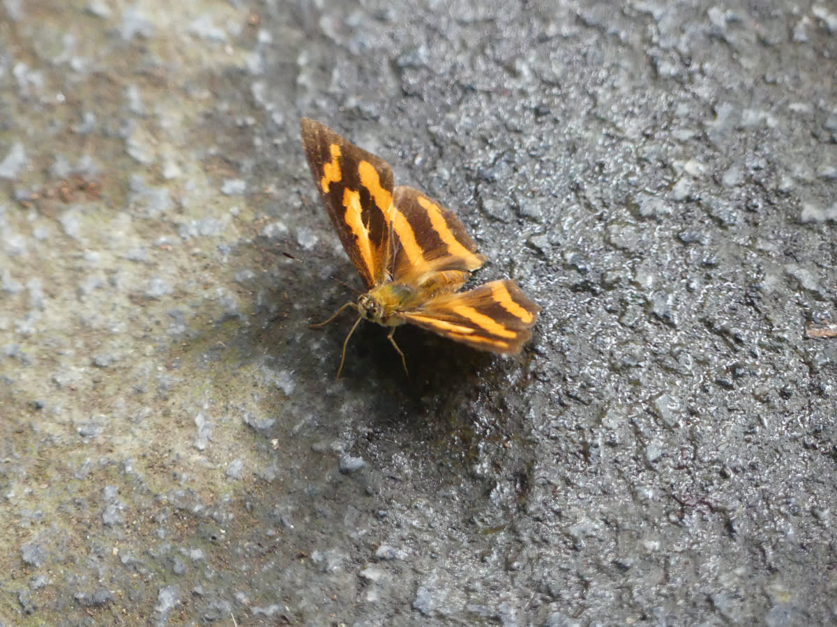 Motýl Symbrenthia asi lilaea  