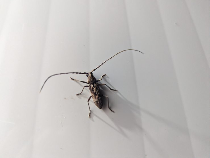 Na WC. Brouk z čeledi Cerambycidae  