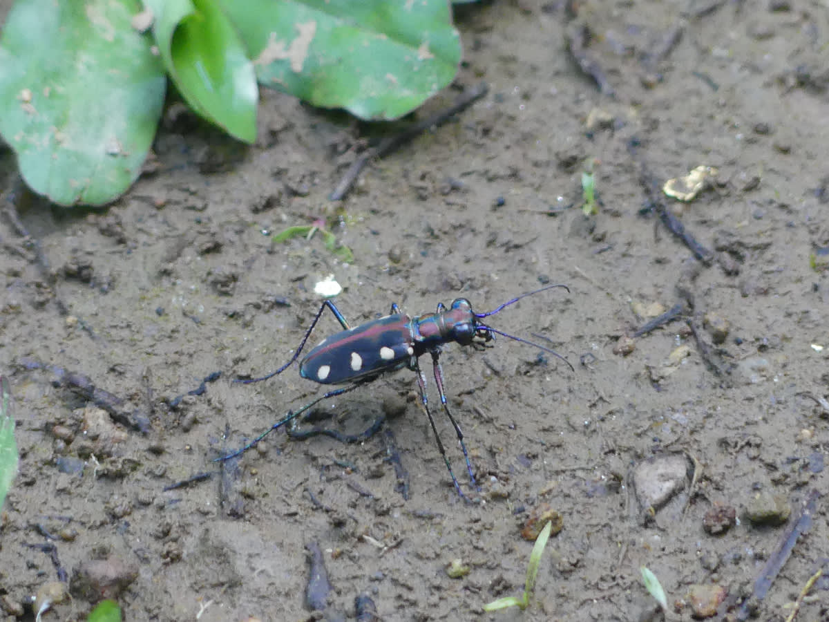 Cicindela aurulenta