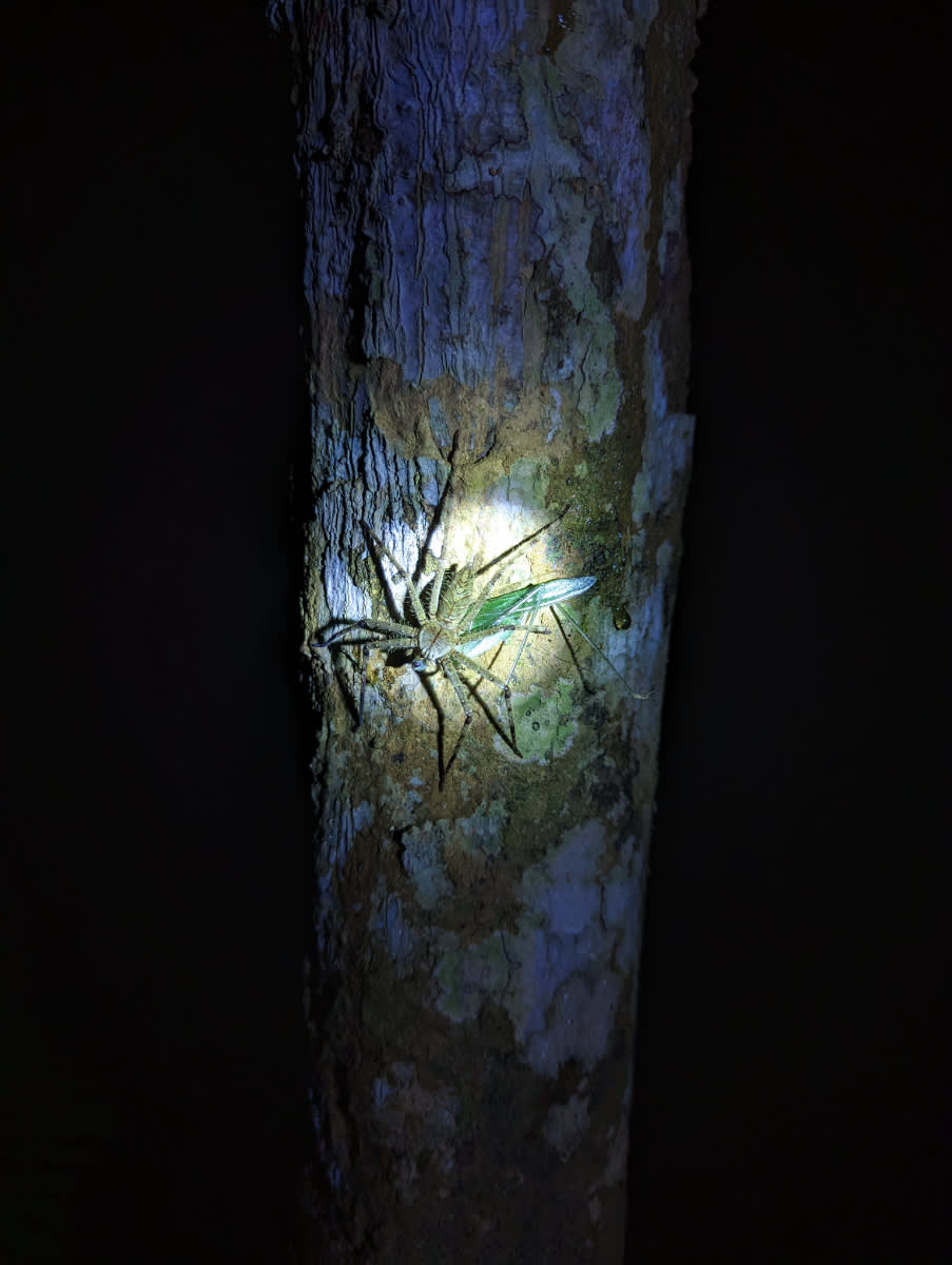 Maloočka "Huntsmanspider" s  kobylkou