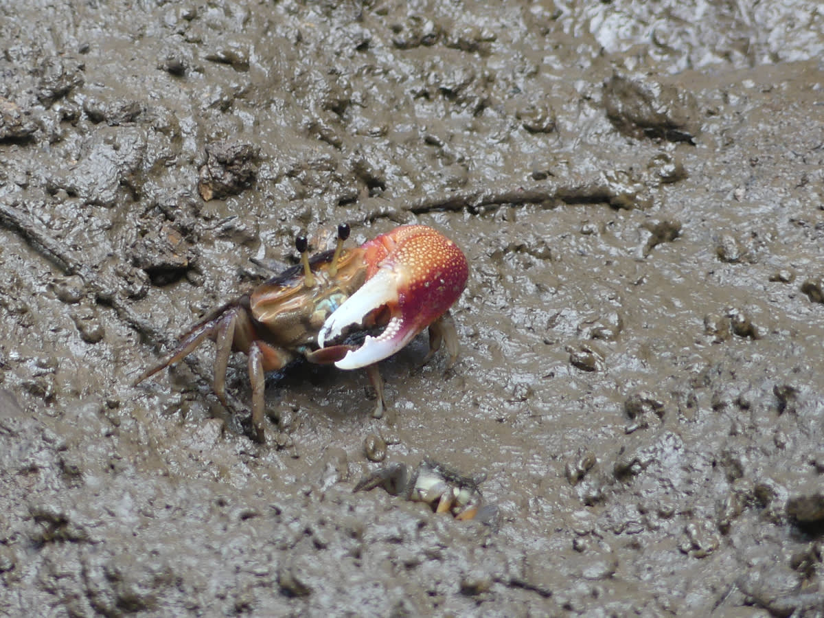 Krab houslista z čeledi Ocypodidae