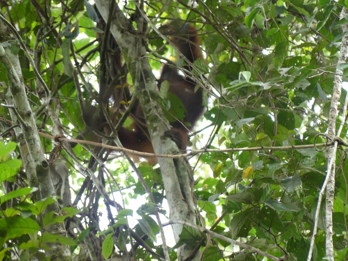 Orangutan u campu