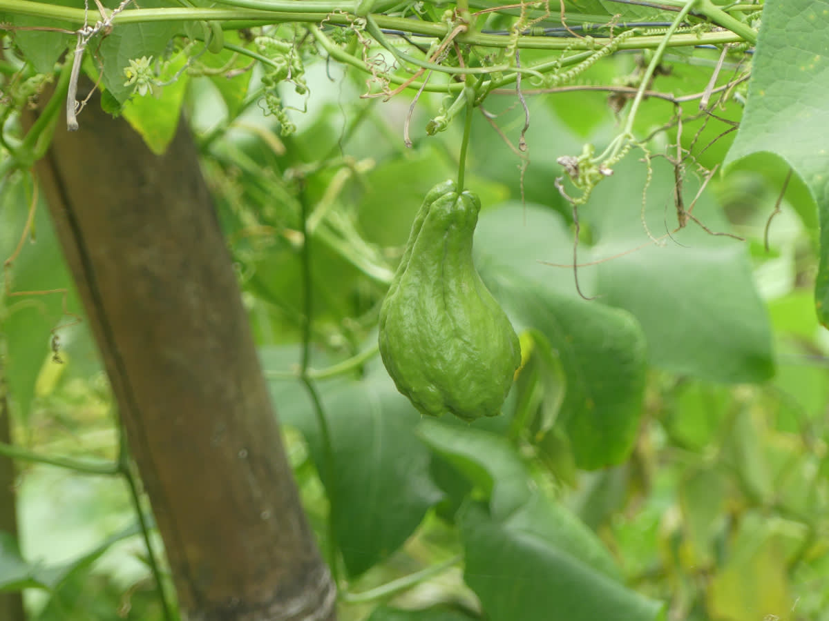 Čajot (Sechium edule), zvaný též sladkojam jedlý
