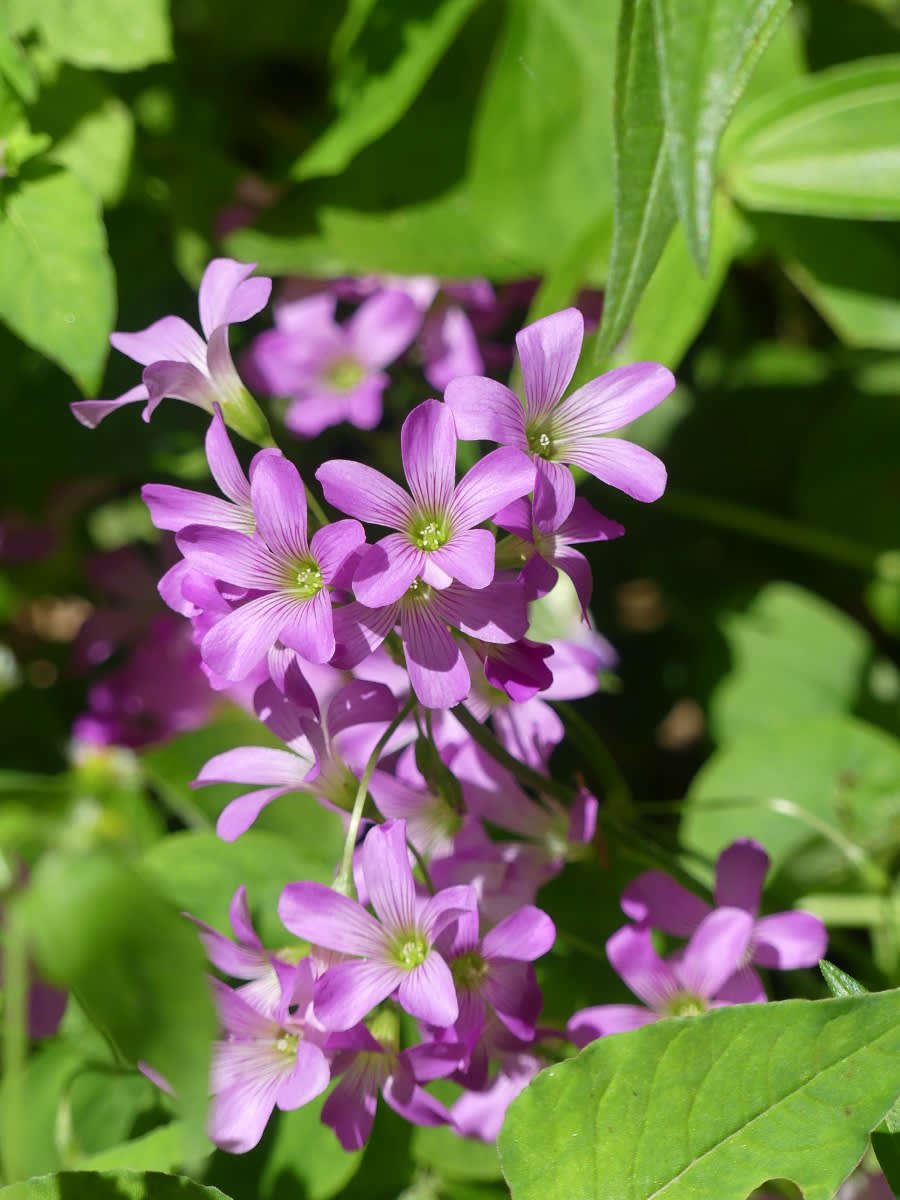 Šťavel, asi Oxalis debilis