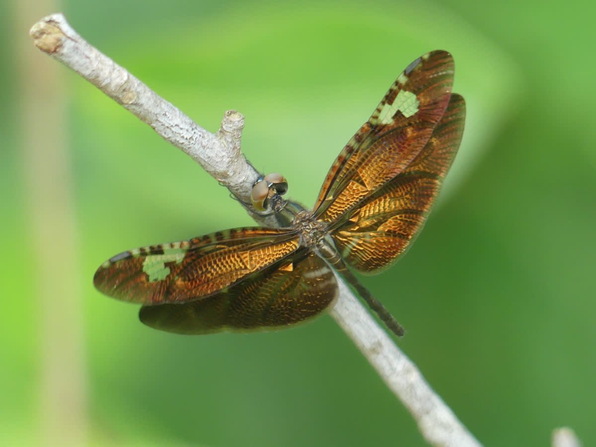 Vážka Rhyothemis obsolescens