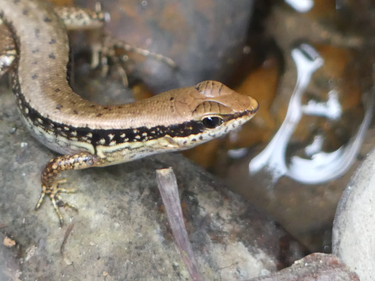 Stínomil Sphenomorphus maculatus