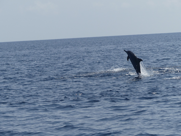 Delfín skákavý Delfín skákavý