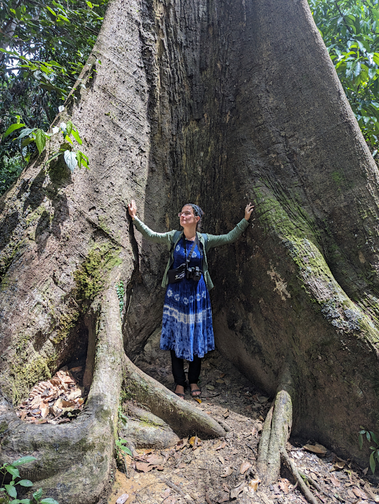 Sepilok gigant Sepilok gigant