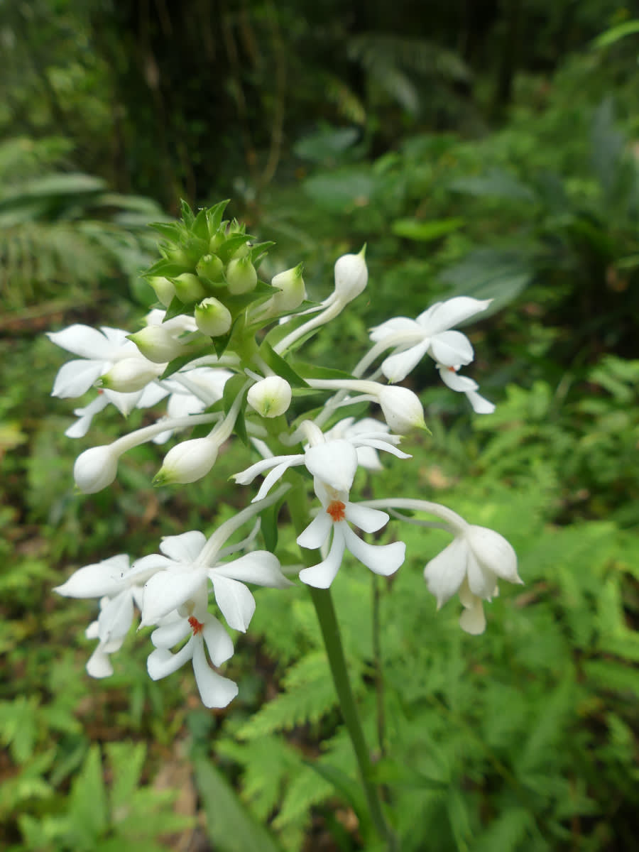 Orchidej z rodu vosník (Calanthe triplicata)