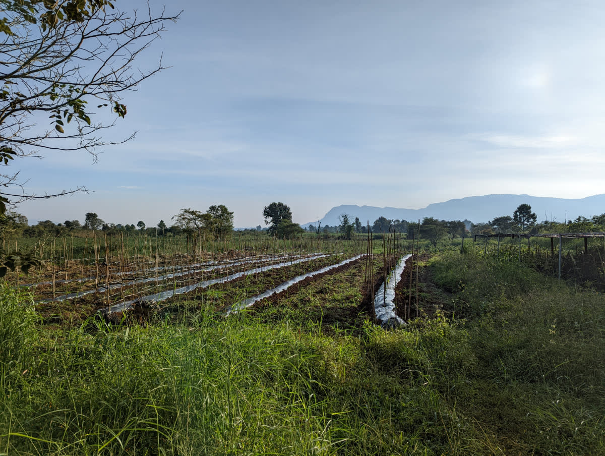 Plantáž