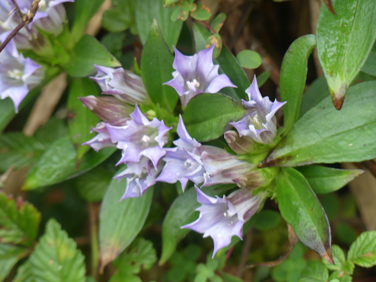 Krásné květy hor (hořec) Krásné květy hor (hořec)