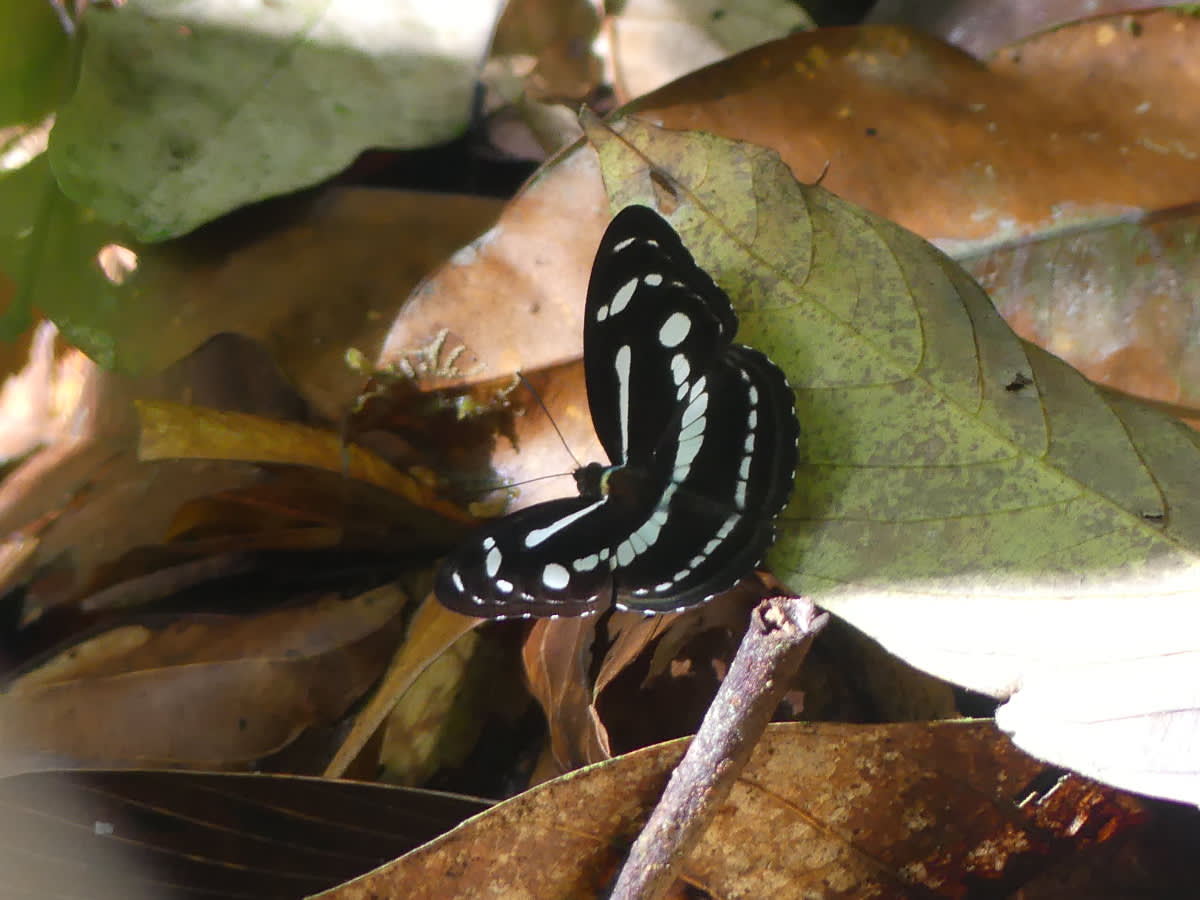 Babočka Phaedyma columella