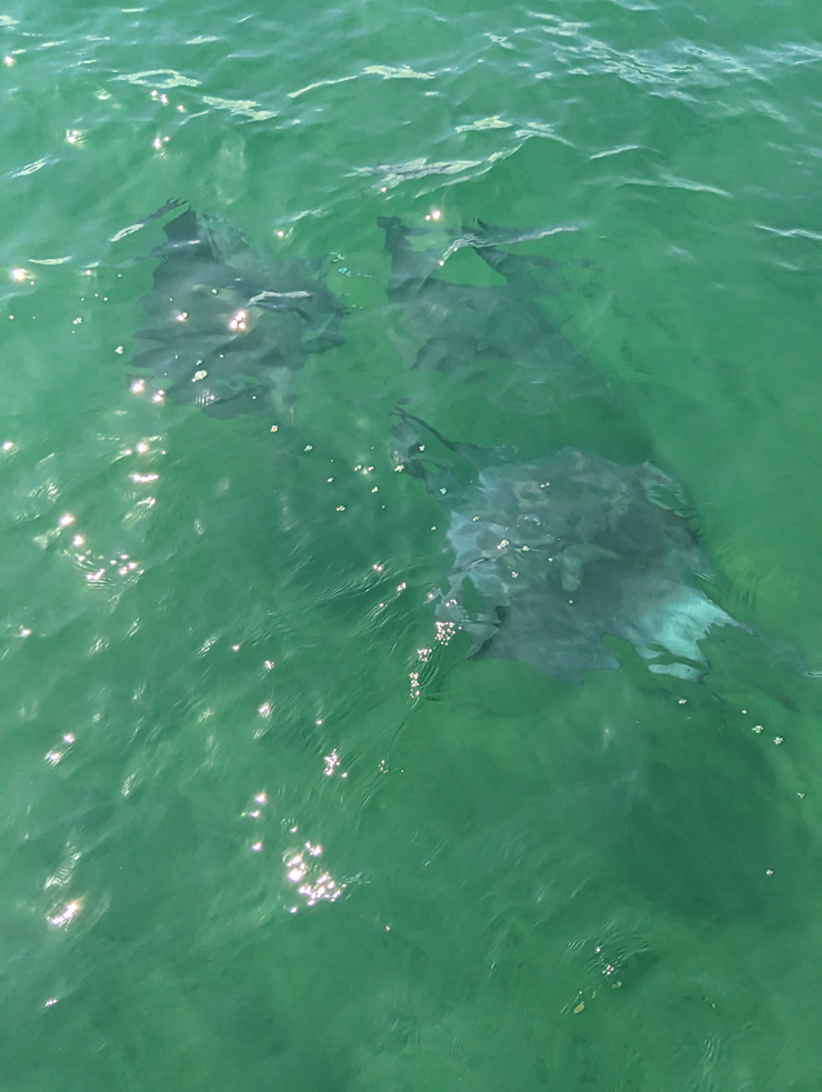 První Manty První Manty