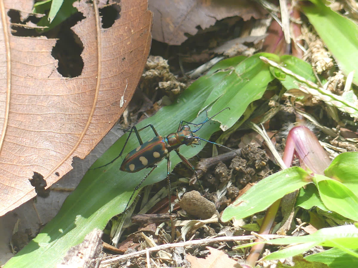 Svižník Cicindela aurulenta