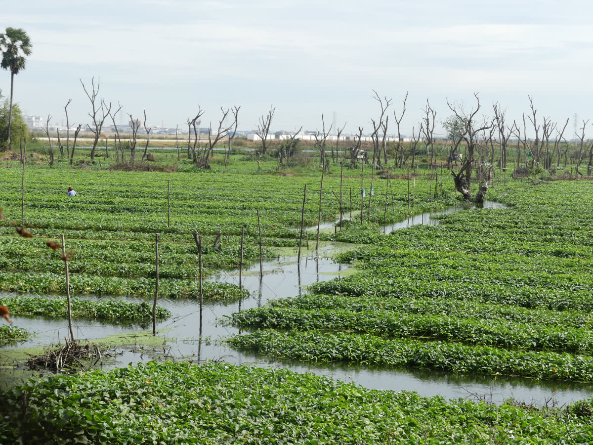 Pole za killing fields 