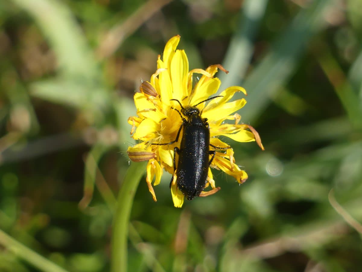 Brouk Epicauta pensylvanica