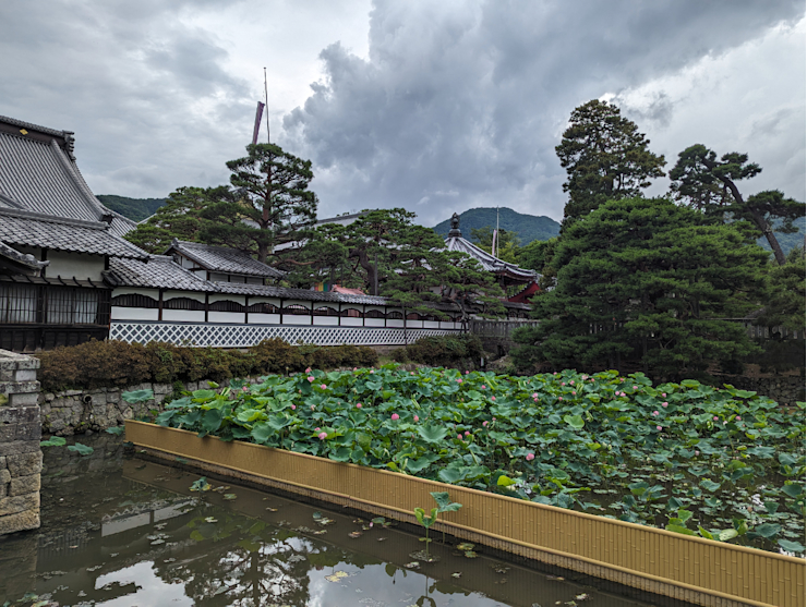 Lotusové jezírko Lotusové jezírko