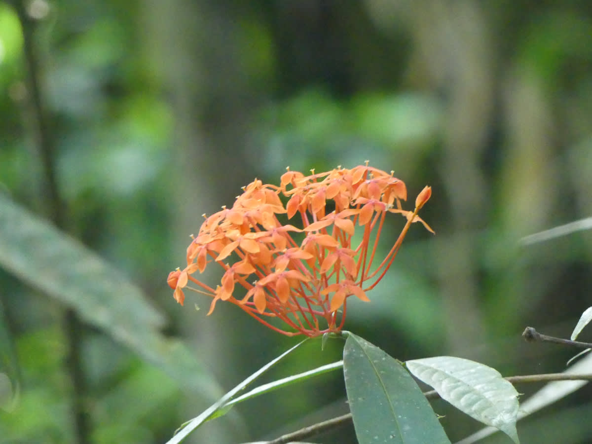 Keř rodu Ixora