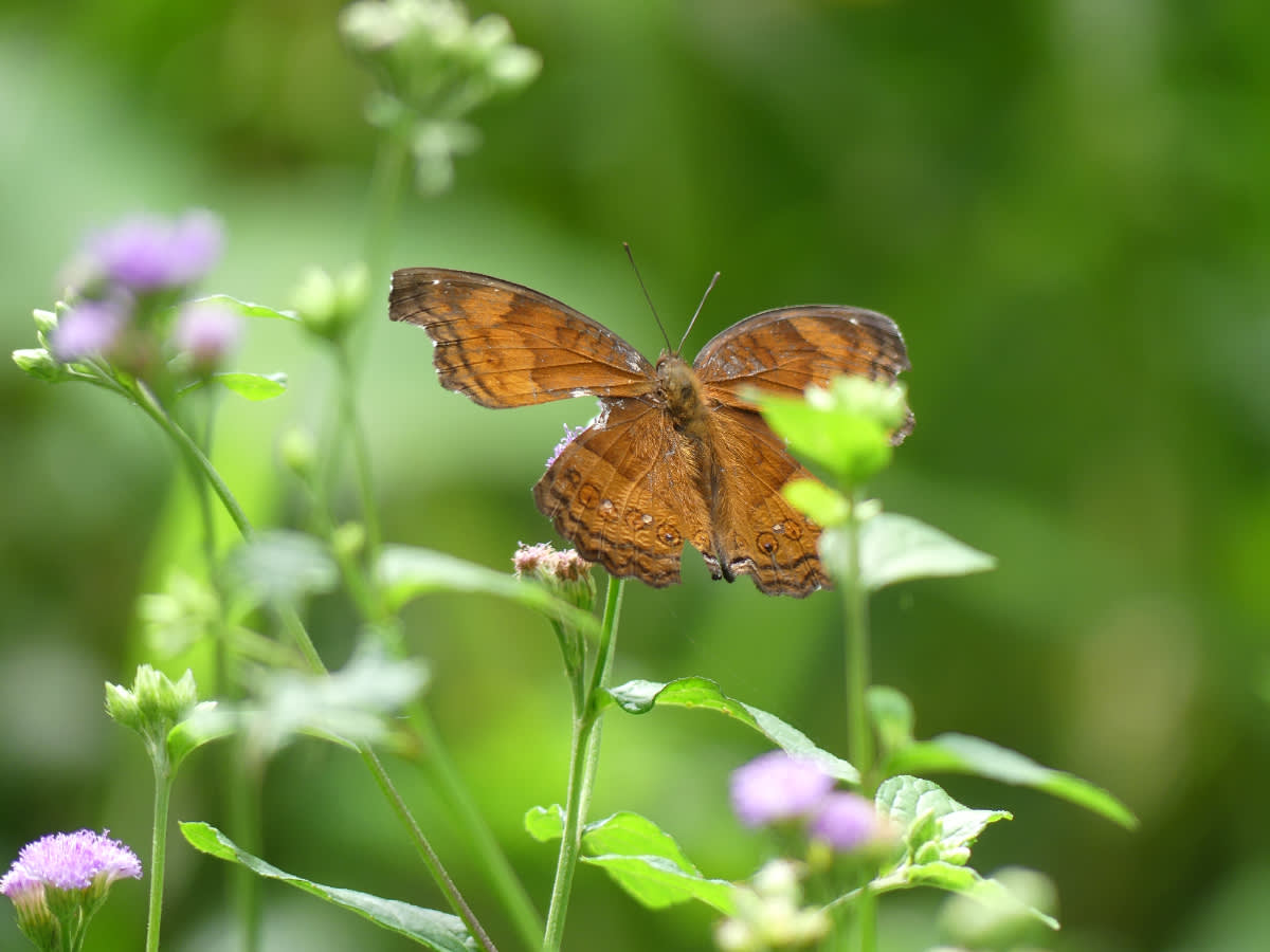 Babočka rodu Junonia