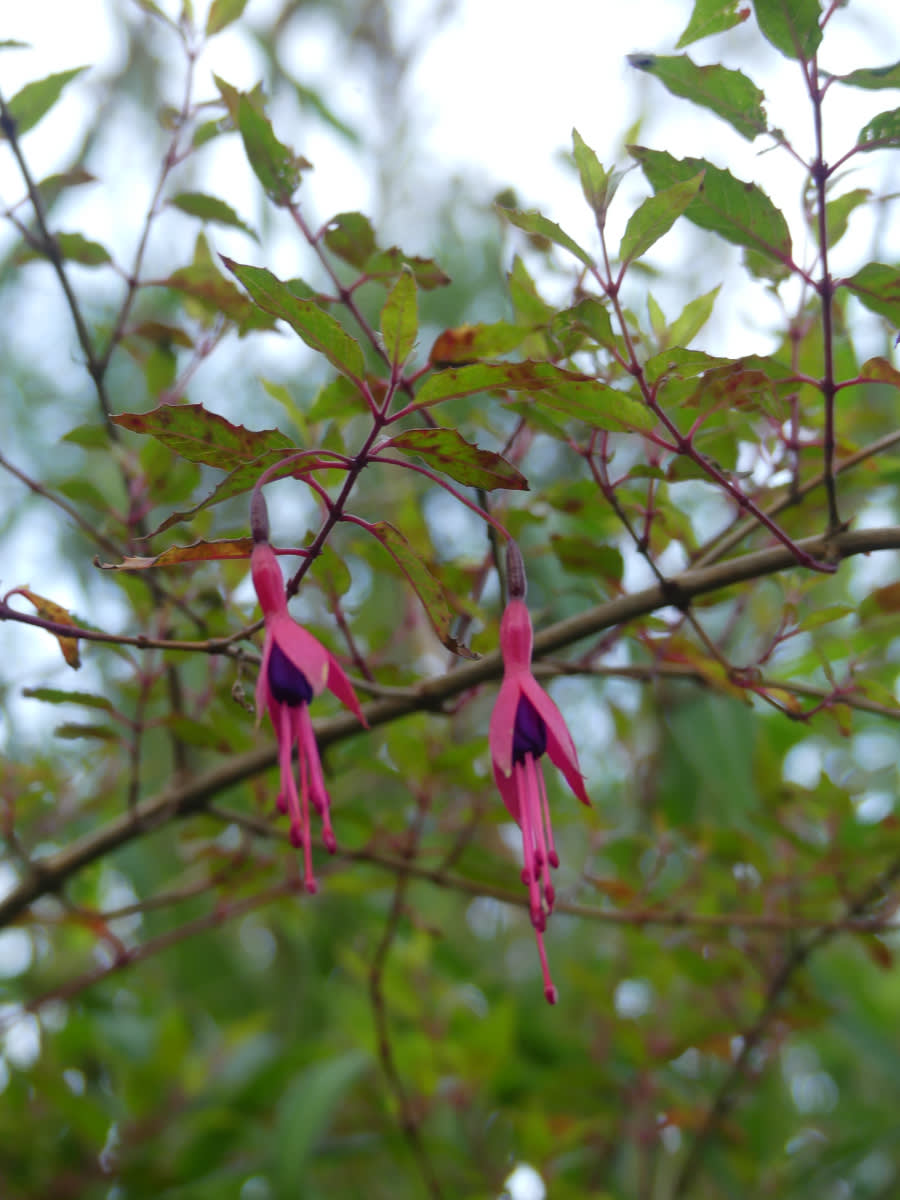 Divoké fuchsie