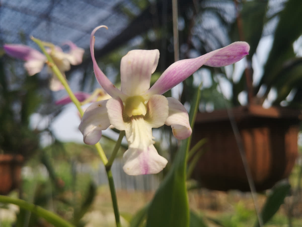 Kvetoucí orchideje