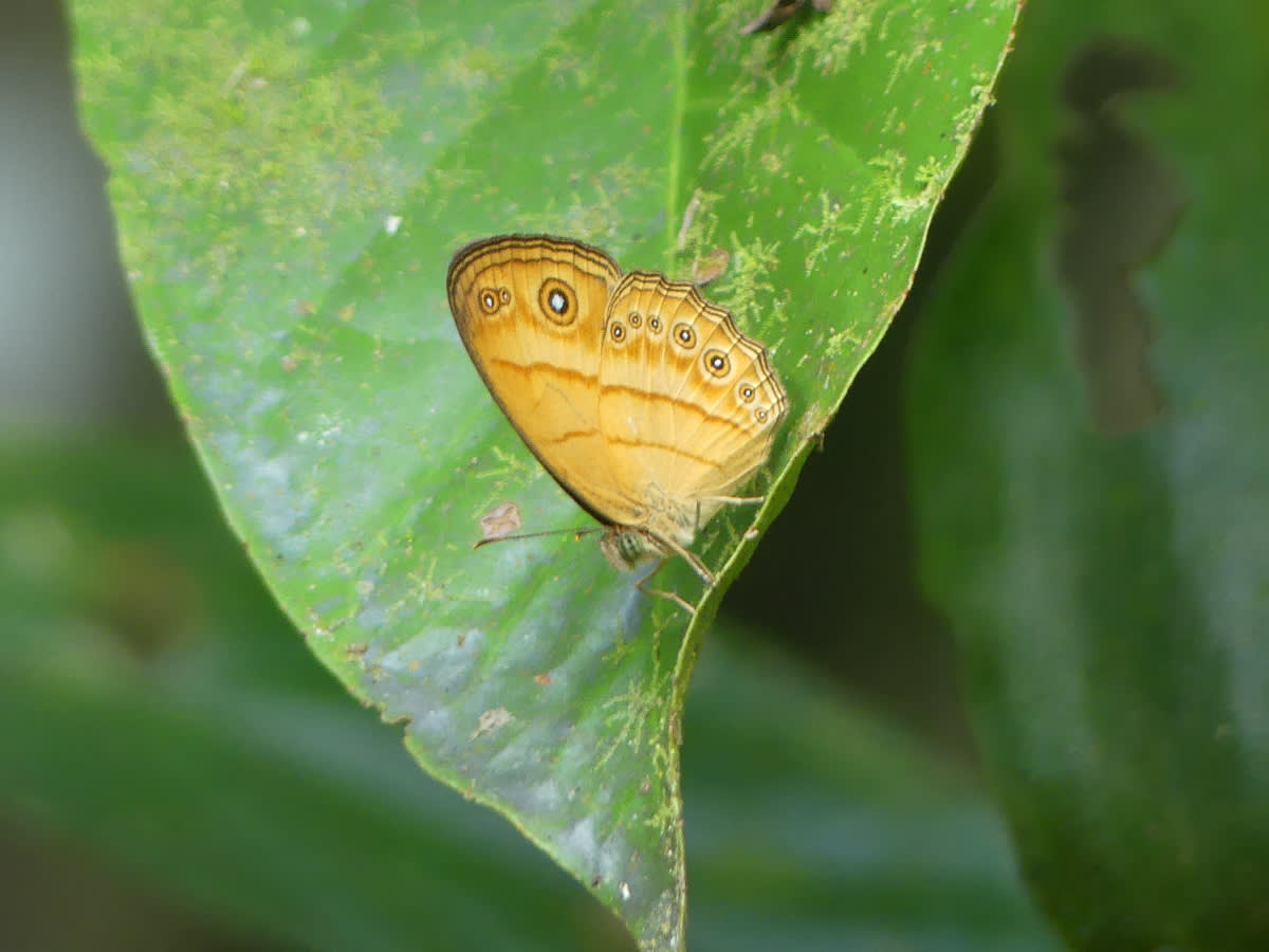 Babočka Mycalesis fusca