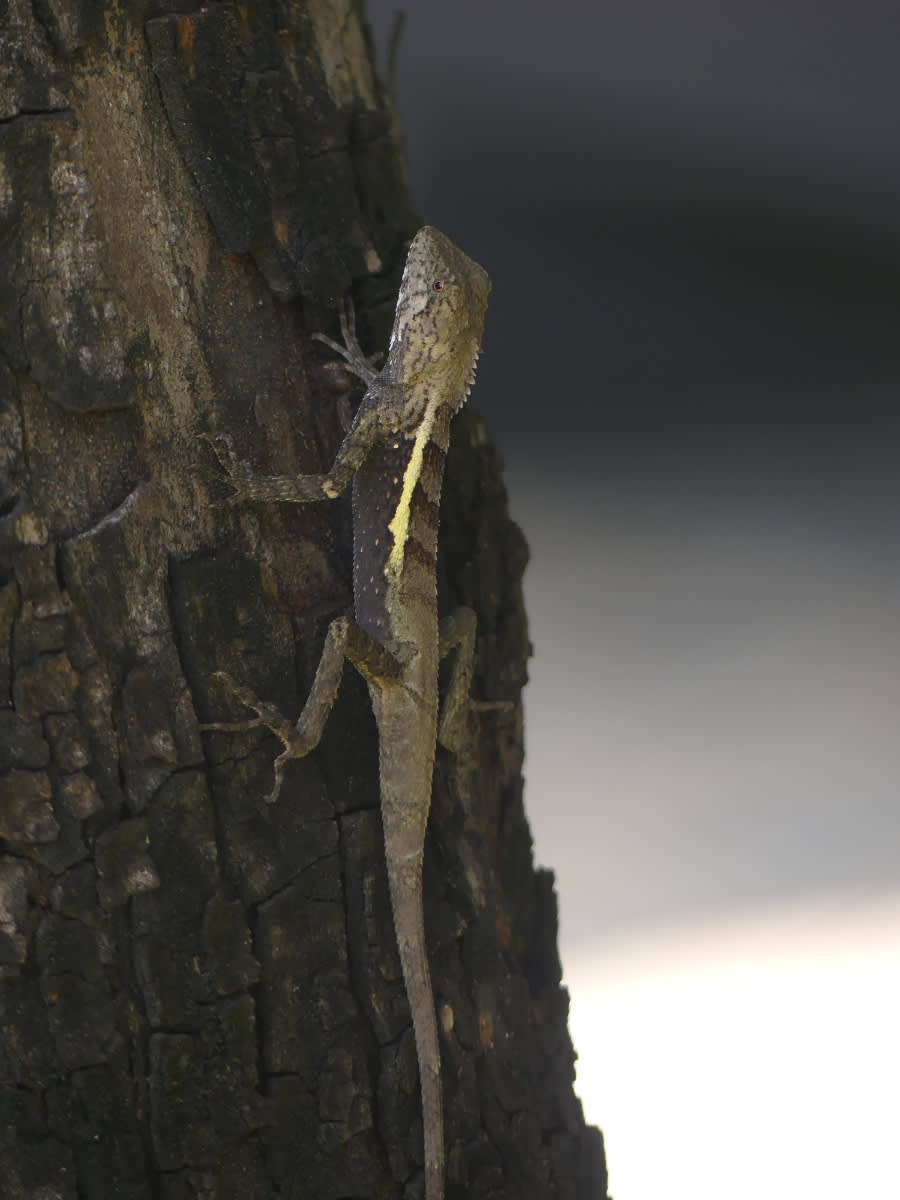 Agama Diploderma swinhonis