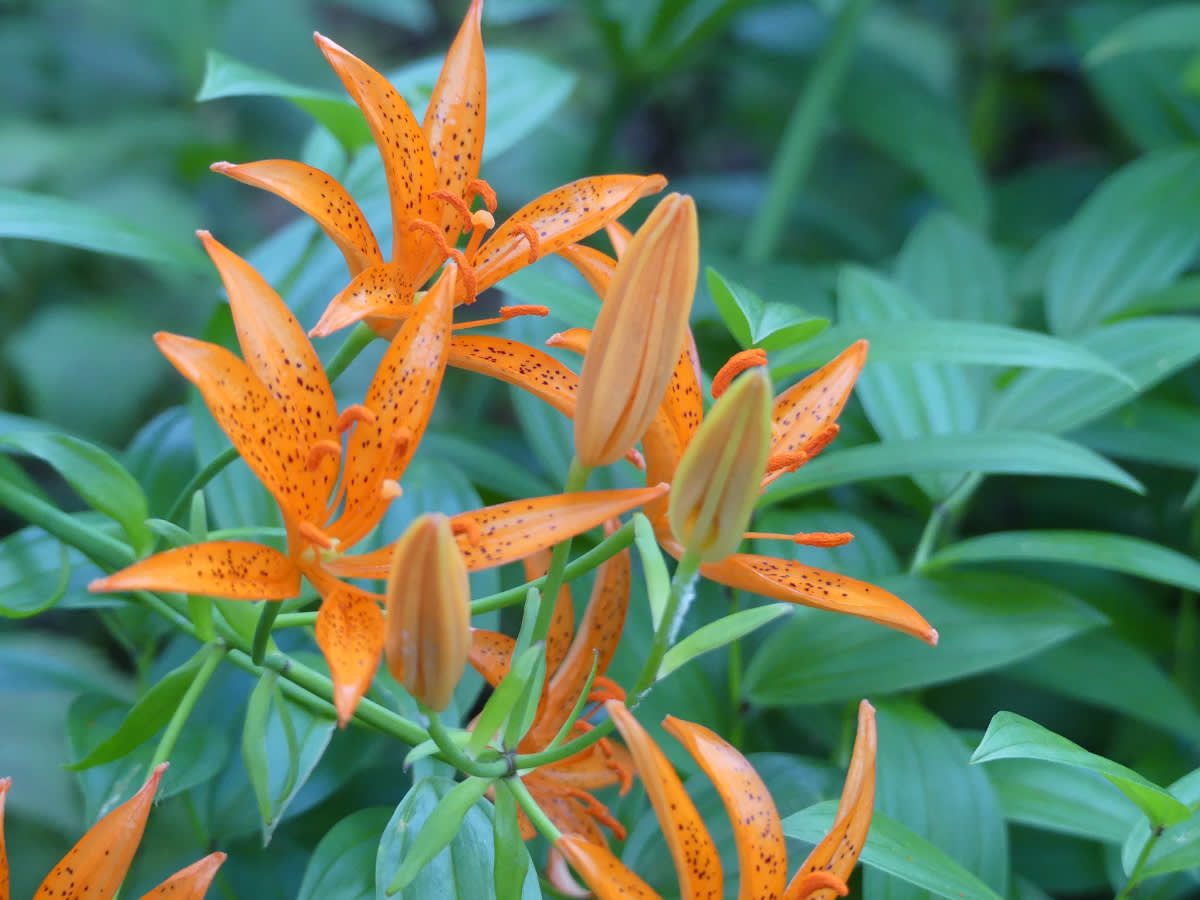Lilium asi distichum