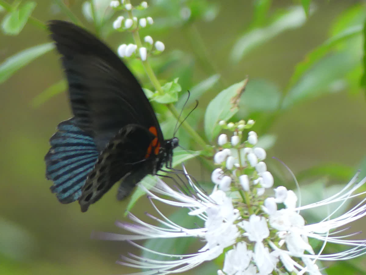 Otakárek Papilio memnon