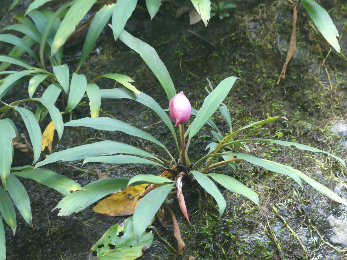 Lampiónka Piptospatha burbidgei